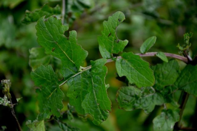 da identificare:   cfr. Sinapis alba